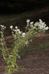 Whorled mountainmint